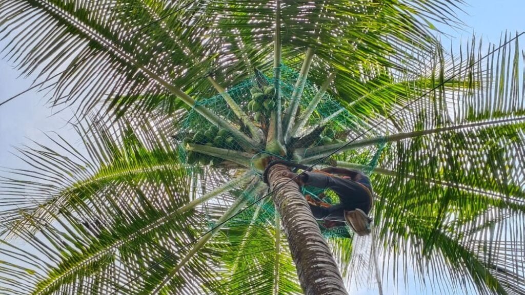 coconut tree net