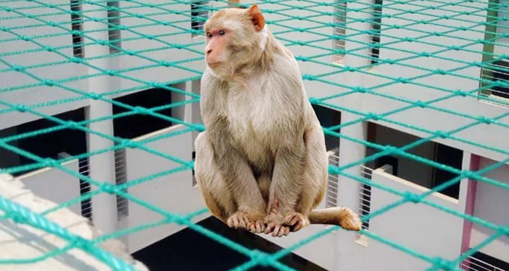 monkey safety net