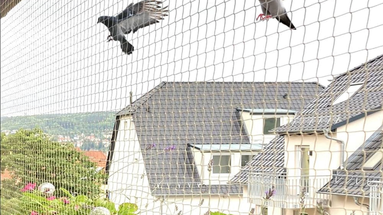 pigeon safety net